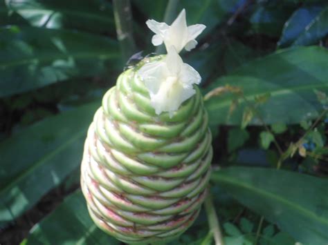 Pinecone Ginger More Than Just A Pretty Face In Your Yard Dengarden