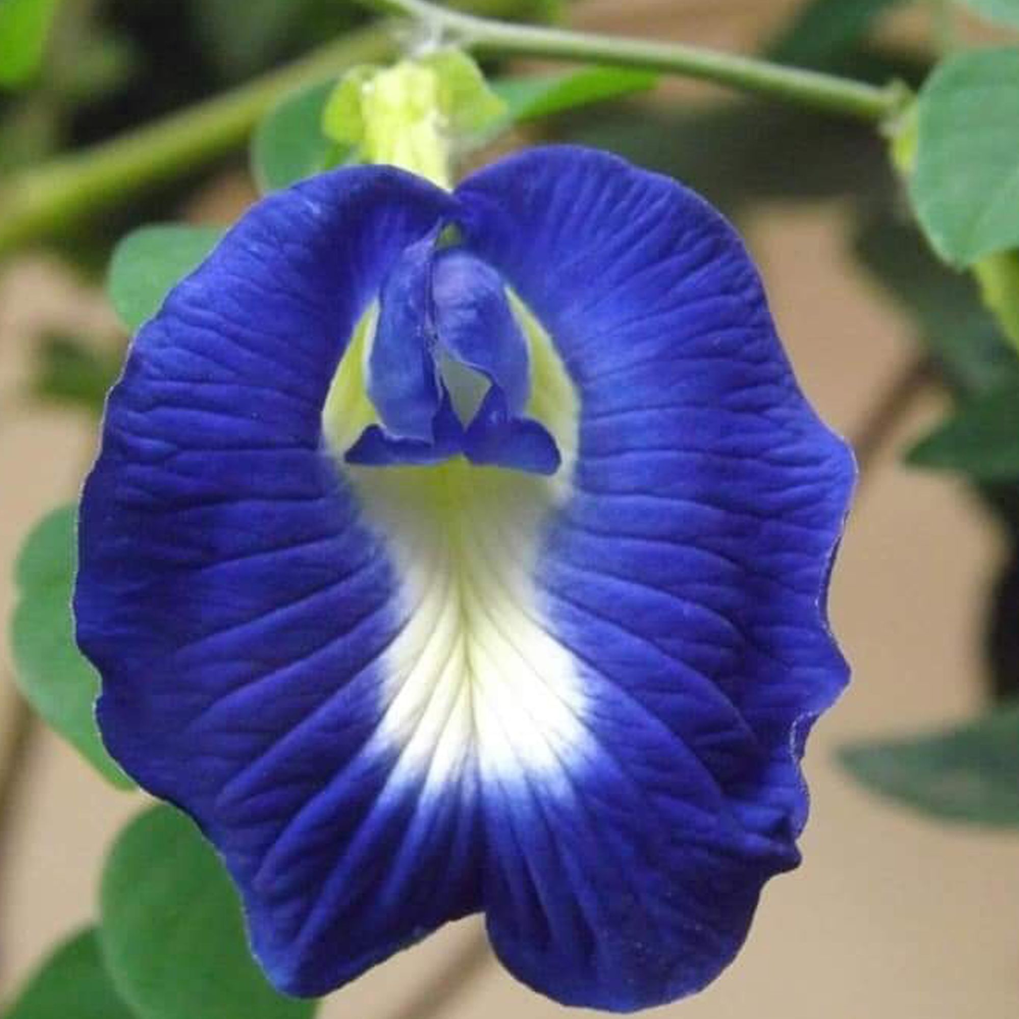 Pink Butterfly Pea Vine Seeds Makes A Color Changing Herbal Etsy In