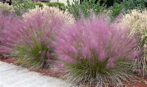 Pink Muhly Grass Grow And Care For Gulf Muhly Growit Buildit