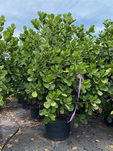 Pitch Apple Clusia Rosea Tree For Sale In South Florida Treeworld