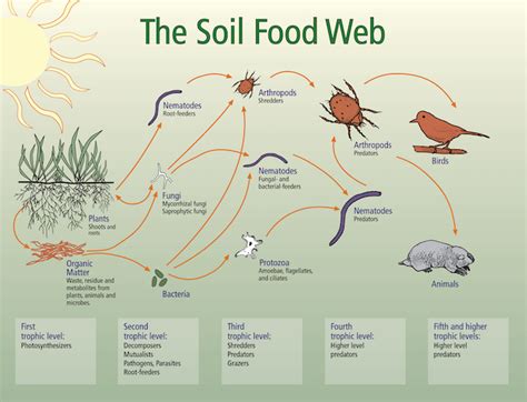 Plan For Today Part 1 Wrap Up The Food Web Virtual Lab From Last Week