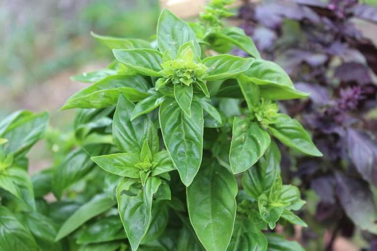 Plant Basil: Grow Fresh Herbs Easily