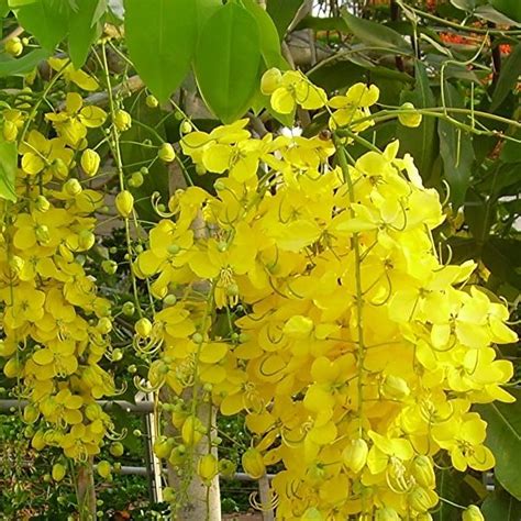 Plant Cassia Fistula: Boosts Garden Beauty