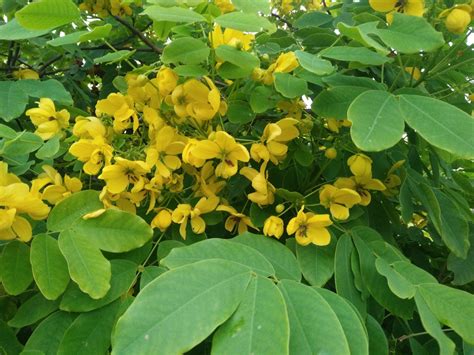 Plant Cassia Fistula