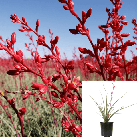 Plant Faqs Red Yucca Plant Hesperaloe Parviflora