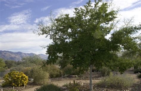 Plant Of The Month Texas Ebony