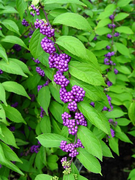 Plant With Purple Berries