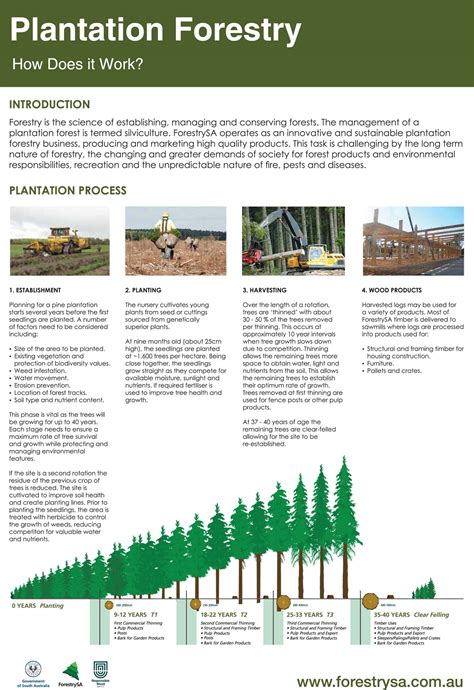 Plantation Forestry How Does It Work Forestrysa