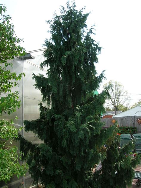 Plantfiles Pictures Alaska Cedar Nootka False Cypress Nootka Cypress