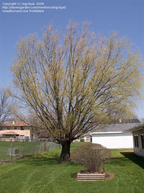 Plantfiles Pictures Corkscrew Willow Curly Willow Pekin Willow