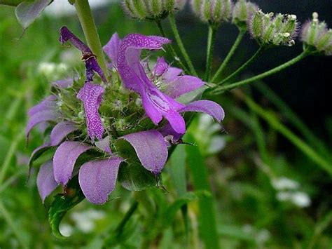 Plantfiles Pictures Monarda Species Lemon Mint Lemon Balm Horsemint