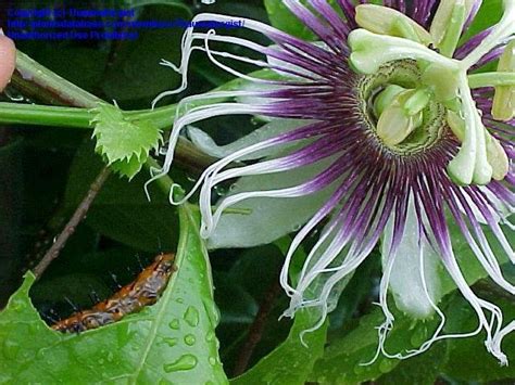 Plantfiles Pictures Passiflora Species Granadilla Passion Flower