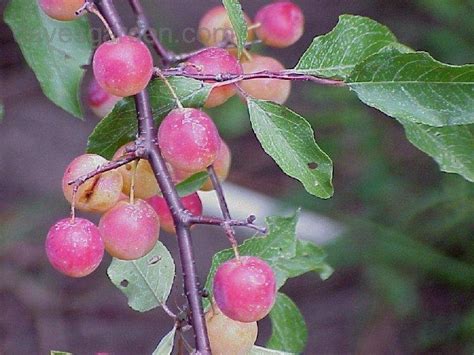 Plantfiles Pictures Wild Plum American Plum Goose Plum Prunus