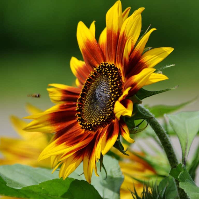 Planting Sunflowers According To Zones Ultimate Gardening Guide