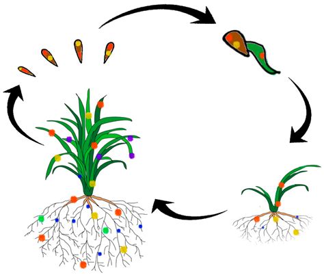 Plants Free Full Text Community Profiling Of Seed Endophytes From