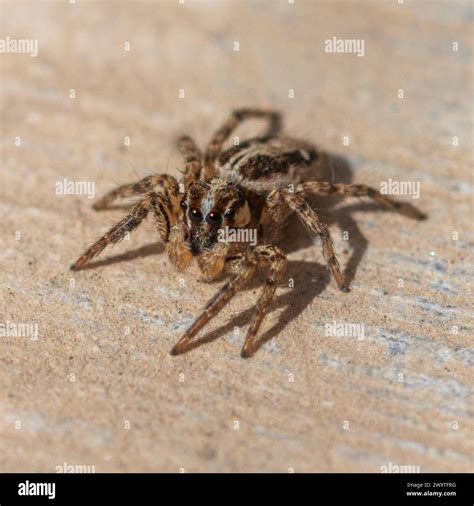 Plexippus Paykulli Pantropical Jumping Spider Stock Photo Alamy