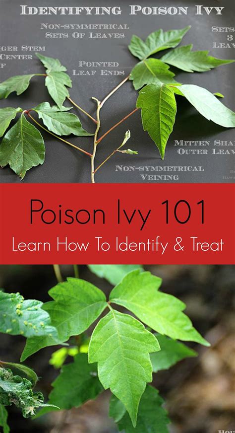 Poison Ivy 101 How To Identify Treat And Prevent House Of Hawthornes