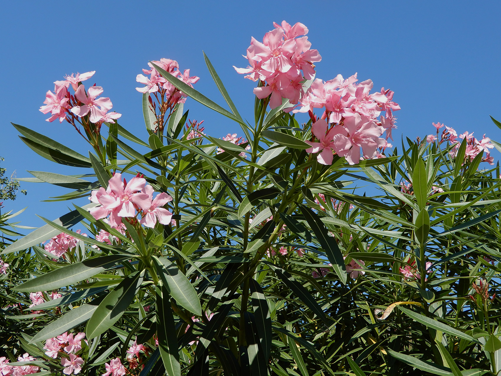 Poisonous Plants In Florida