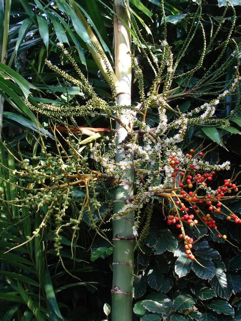 Polynesian Produce Stand Macarthur Palm 1000 Live Seeds Ptychosperma