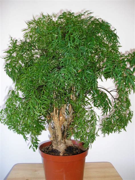 Polyscias Fruticosa Ming Aralia