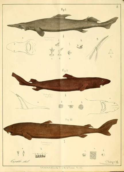 Portuguese Dogfish Facts Diet Habitat Pictures On Animalia Bio