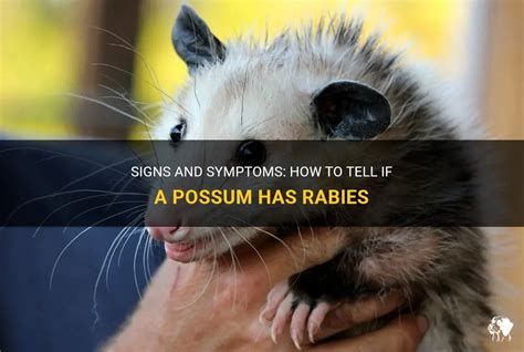 Possum Rabies Risk Revealed