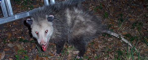 Possum With Rabies