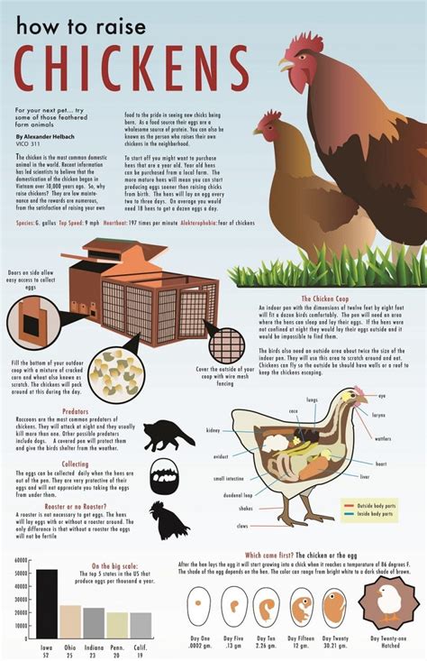 Poultry In Georgia: Raising Guide