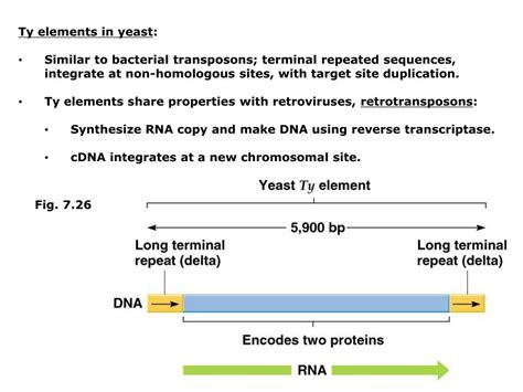 Ppt Chapter 7B Transposable Elements General Features Of