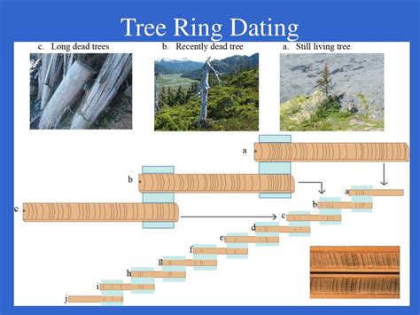 Ppt Intro To Tree Ring Dating Powerpoint Presentation Free Download