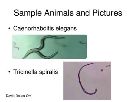 Ppt Nematoda Powerpoint Presentation Free Download Id 4538970