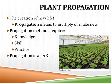 Ppt Plant Propagation Powerpoint Presentation Free Download Id 9455732