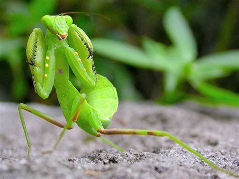 Praying Mantids Hear With Their Bellies And Other Fun Facts Fun