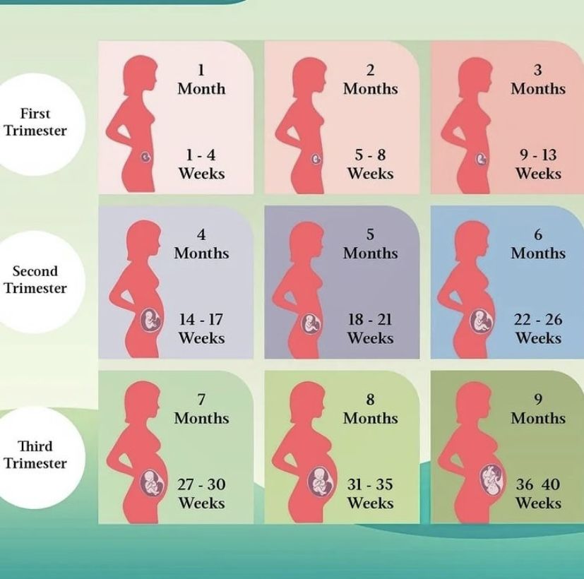 Pregnancy Guide Inside