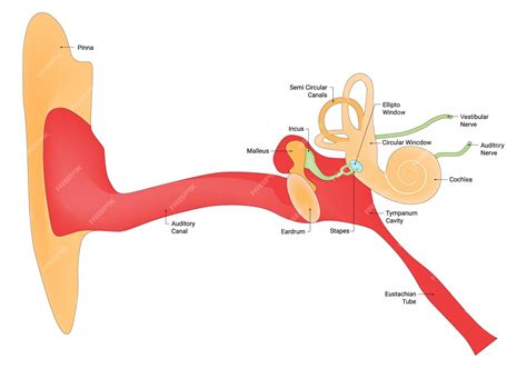 Premium Vector Human Ear Anatomy Pinna Eardrum Stapes Malleus Incus