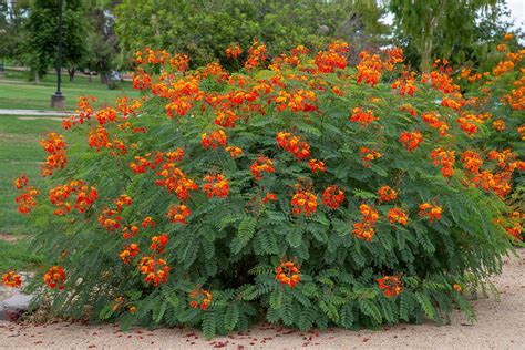 Pride Of Barbados