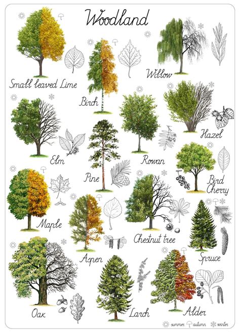 Printable Tree Identification Guide