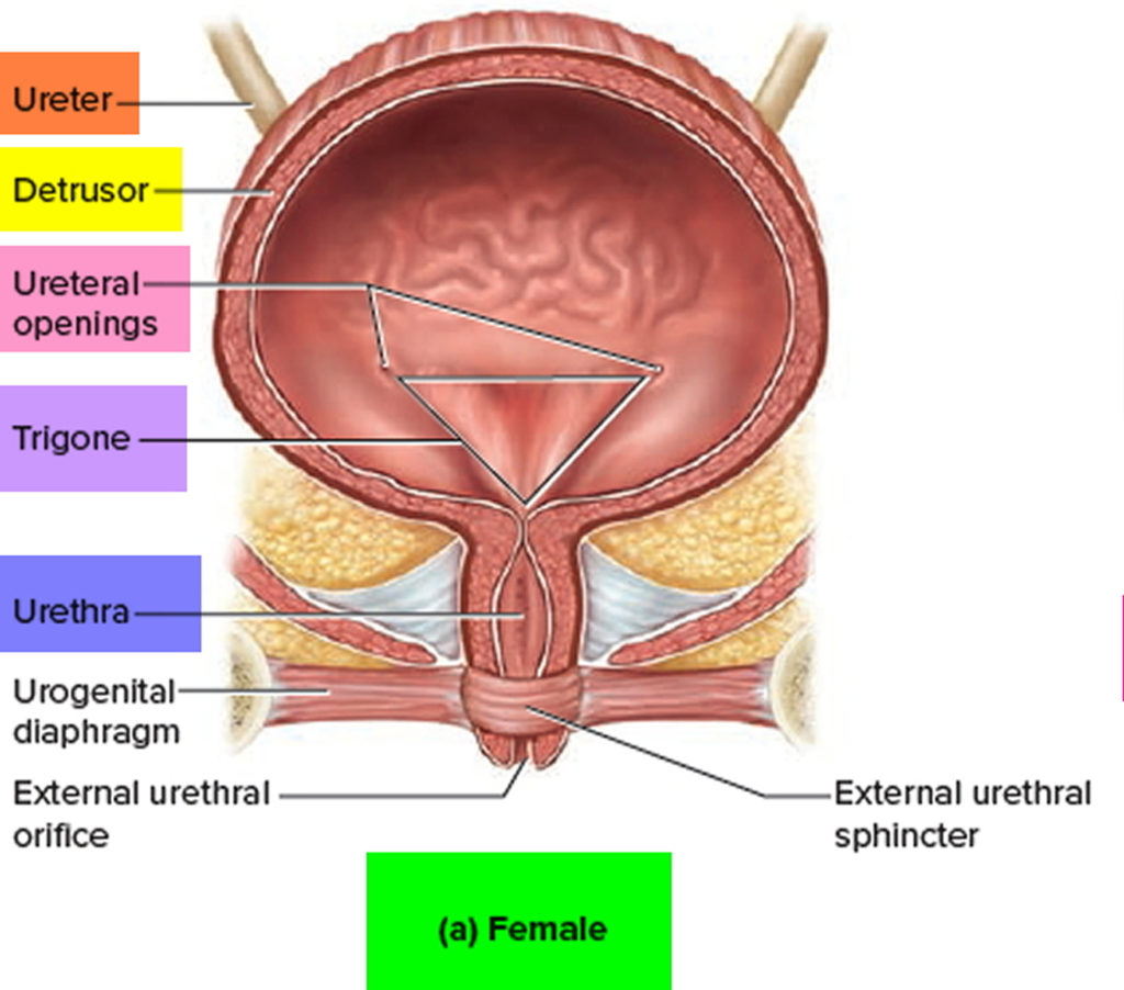 Prolapsed Bladder Causes Symptoms Diagnosis Complication Amp Treatment