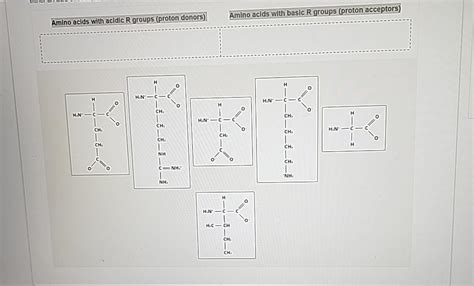 Proton Acceptors Amino