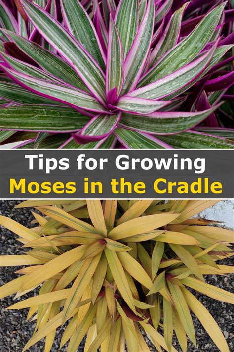 Proven Tips To Grow And Care For Moses In The Cradle Artofit