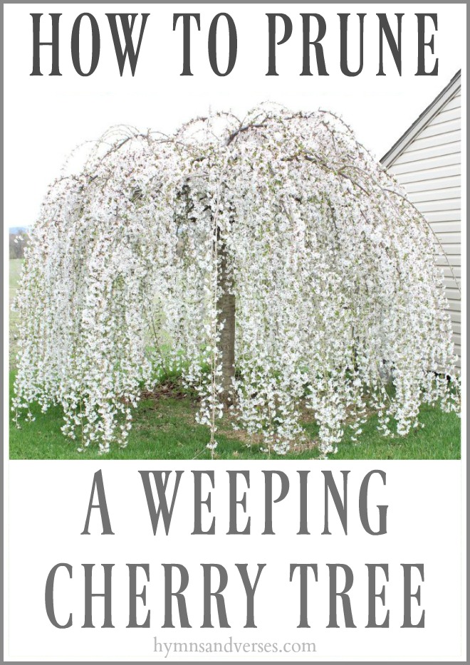 Prune Weeping Cherry