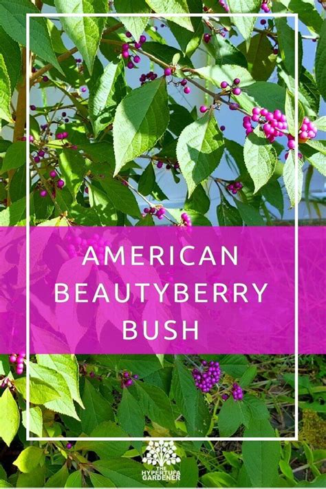 Pruning Flowering Shrubs American Beautyberry Bush Flowering Shrubs