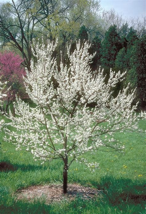 Prunus Americana American Plum 7 Trees Siteone