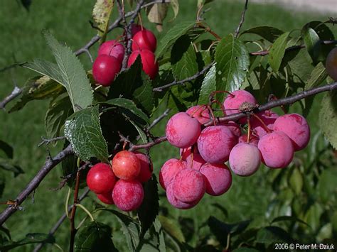 Prunus Americana Seeds American Plum Seeds Wild Plum