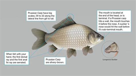 Prussian Carp Alberta: Identification Guide