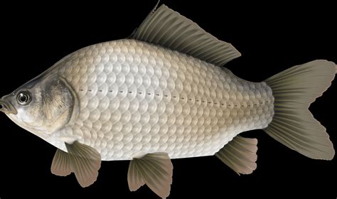 Prussian Carp Alberta