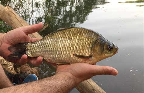 Prussian Carp Fish Species Sport Fishing Society Krka Knin