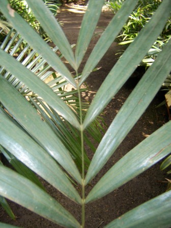 Ptychosperma Macarthurii Macarthur Palm