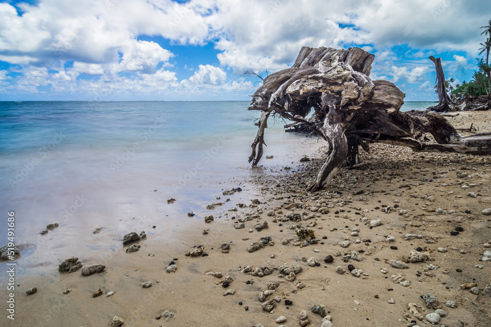 Punaluu Beach Park And Driftwood In Oahu Hawaii Stock Photo Image Of