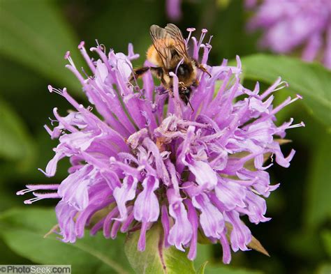 Purple Bee Balm Flowers Grinnell Glacier Trail Glacier National Park